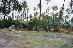 Rabaul_EastAirport_1_medium.jpg (42357 �o�C�g)