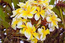 プルメリア白・黄・赤など５弁の美花をつけ芳香ある
